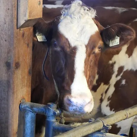 Schneiderhof Farm stay