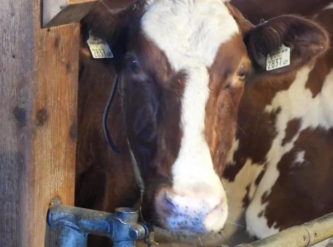 Schneiderhof Bauernhof