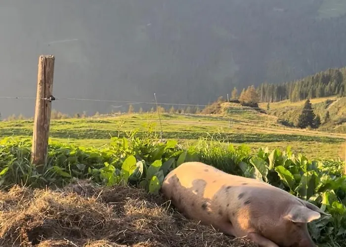Schneiderhof Bauernhof